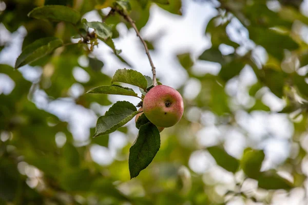 Крупный План Спелого Яблока Дереве Осенью — стоковое фото