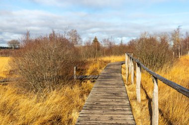 Boardwalk thought the moorland of the high fens in Belgium in autumn clipart