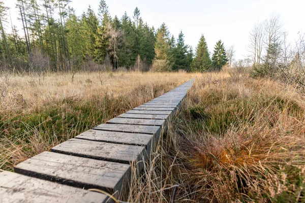 Boardwalk Myslel Blata Vysokých Bažin Belgii Podzim — Stock fotografie