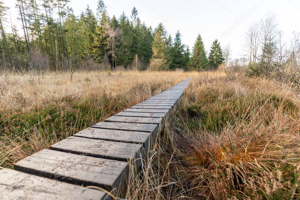 Boardwalk thought the moorland of the high fens in Belgium in autumn