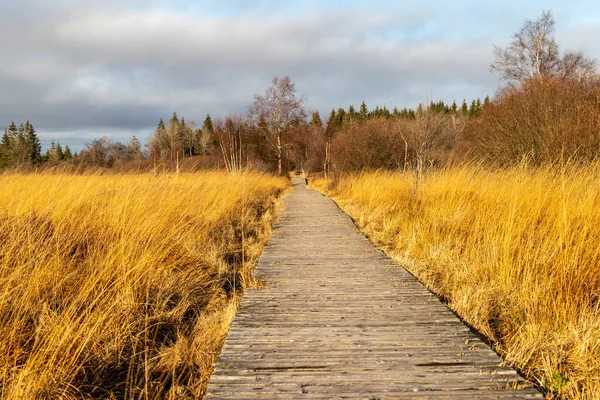 Boardwalk Myslel Blata Vysokých Bažin Belgii Podzim — Stock fotografie