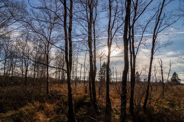 Голубое Небо Дерево Против Света Высоких Заборах Бельгия Осенью — стоковое фото