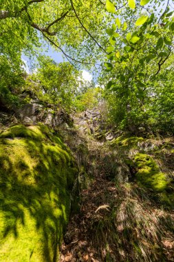Thüringen 'deki Trusetaler şelalesinin manzarası. Ağaçlar ve yosun kaplı kayalar.