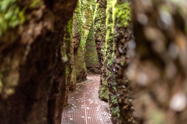 Drachenschlucht 'da yosun kaplı kayalar arasında dar yürüyüş yolu, Eisenach yakınlarında Ejderha Geçidi.