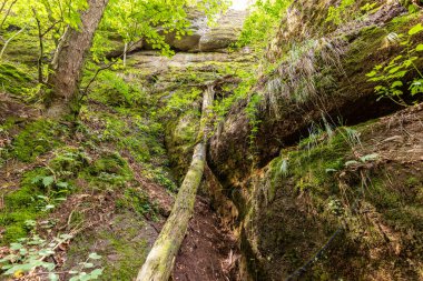 Drachenschlucht, Eisenach yakınlarındaki Ejderha Geçidi 'nde ağaçlarla ve yosunlarla kaplı kayalarla kaplı bir manzara.