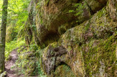 Yosun, Drachenschlucht, Eisenach, Thüringen yakınlarındaki Ejderha Geçidi 'nde kayaları kapladı.