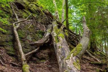 Eisenach, Thuringia yakınlarındaki Drachenschlucht 'ta ölü odun ve yosun kaplı kayalar.