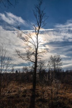 Sonbaharda Belçika, High Fens 'teki ışığa karşı mavi gökyüzü ve ağaç