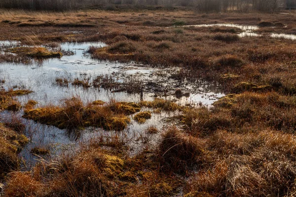 Krajobraz Bagienny Wysokich Fenach Jesienią — Zdjęcie stockowe