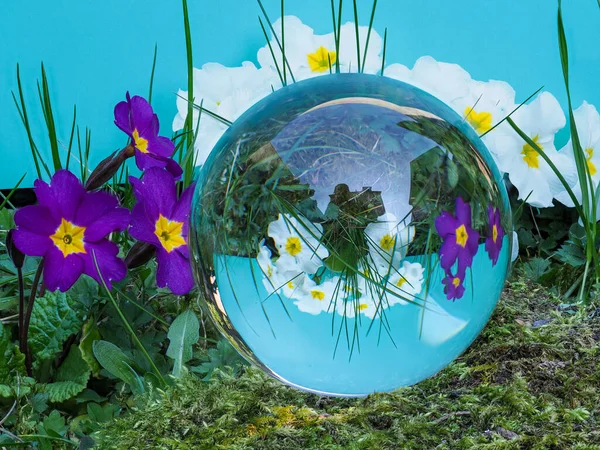 Sphere, crystal ball, lens ball on a moss covered stone with purple and white primrose