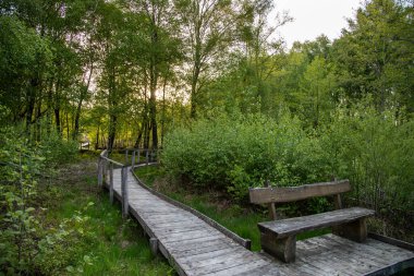 Eifel bölgesindeki Raffelsbrand bölgesindeki Todtenbruch Mağribi 'nden tahta kaldırımlarda ve bankta yürüyüş yapmak..