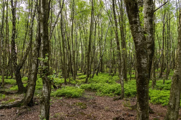 Eifel bölgesinin Raffelsbrand bölgesindeki Todtenbruch Mağribi 'nde huş ağacı ve kayın ağaçları olan mistik orman.