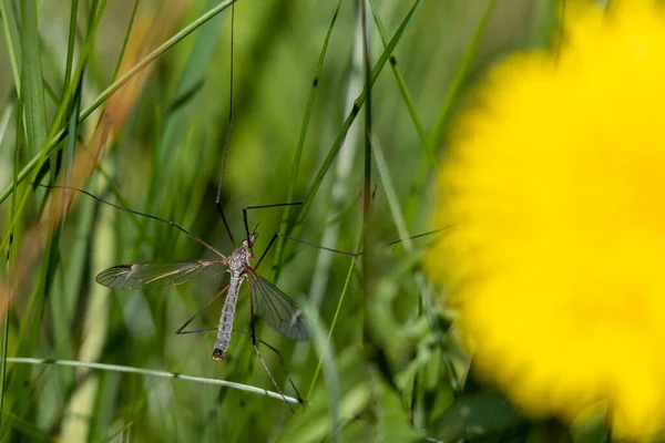 Primer Plano Mosca Común Grúa Sentada Una Hoja Hierba Junto — Foto de Stock