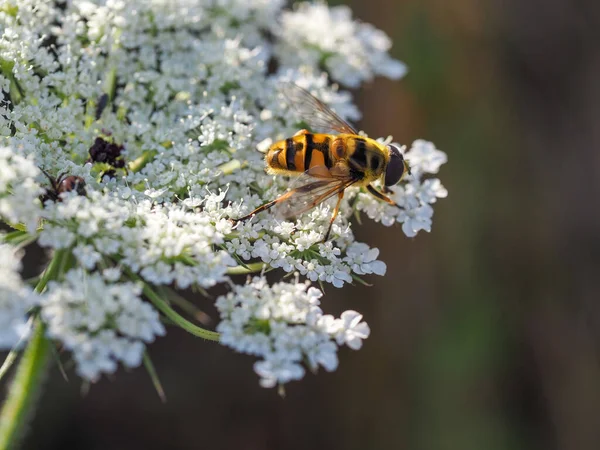 Nahaufnahme Einer Biene Die Auf Einer Weißen Blüte Sitzt Stockfoto
