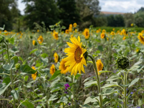 Sonnenblumenfeld Mit Fokus Auf Eine Einzelne Blume Vordergrund Und Bäumen Stockfoto