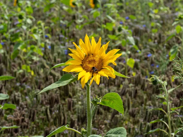 Nahaufnahme Einer Sonnenblume Mit Einer Hummel Einem Sonnenblumenfeld lizenzfreie Stockbilder