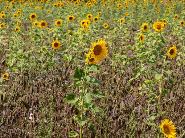 Blumenfeld Mit Sonnenblumen Blauen Kornblumen Und Anderen Blumen Stockbild