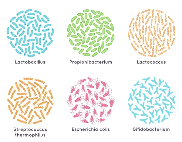 Probiotic bacteria. Good microorganisms for healthy bacterial flora, microscopic probiotics. Lactic acid bacteria vector illustration set — Archivo Imágenes Vectoriales