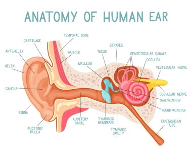 Çizgi film kulak anatomisi. İnsan sesi duyusal organ tıbbı bilgisi, kulak iç yapı vektör çizimi. Kulak bilgi anatomisi