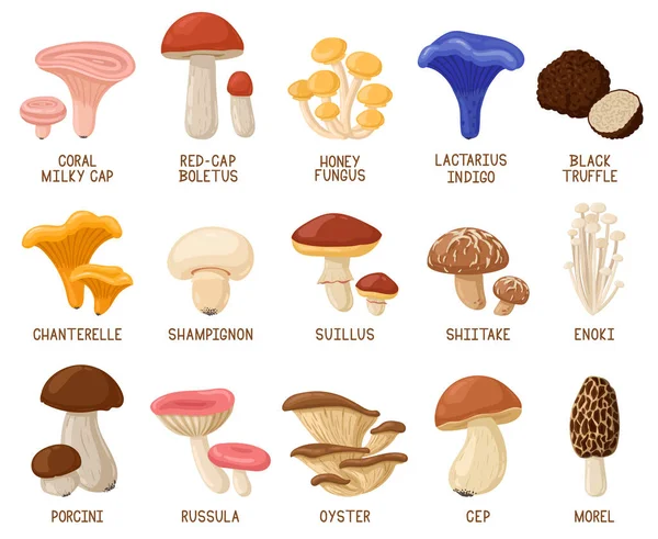 카툰 먹거리 버섯. Autumn woods edible mushrooms, morel, cep, oyster and chanterelle vector illustration set. 숲 속의 만화 버섯 — 스톡 벡터