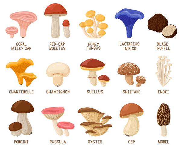 Cartoon edible mushrooms. Autumn woods edible mushrooms, morel, cep, oyster and chanterelle vector illustration set. Forest cartoon mushrooms