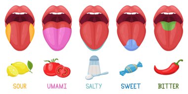 Cartoon human taste areas. Tongue taste receptors, sour, sweet, bitter, salty and umami tastes. Human tongue taste zones vector illustration set. Taste area tongue, sour and bitter, sweet parts clipart