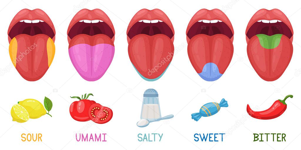 Cartoon human taste areas. Tongue taste receptors, sour, sweet, bitter, salty and umami tastes. Human tongue taste zones vector illustration set. Taste area tongue, sour and bitter, sweet parts