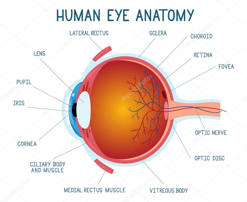 Cartoon eye anatomy scheme. Human eye ball infographic, eyeball inner structure vector illustration. Eye anatomy biology medicine poster