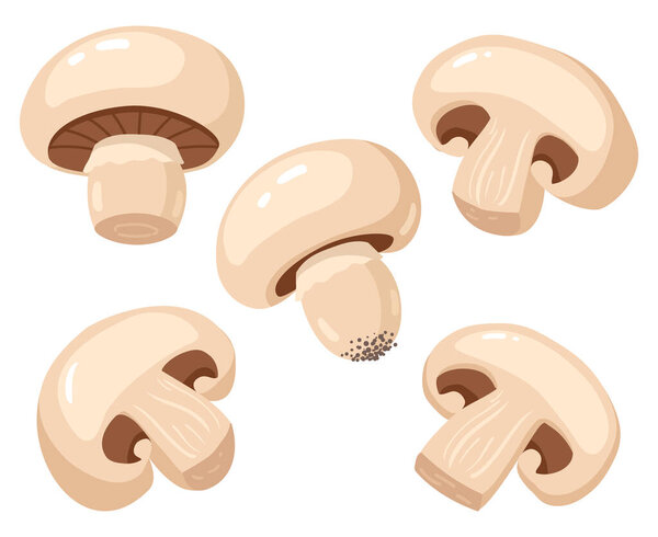 Карикатурное шампанское. Съедобные вкусные спелые грибные ломтики, вкусный набор векторных иллюстраций сырых шампиньонов. Свежий шампанское