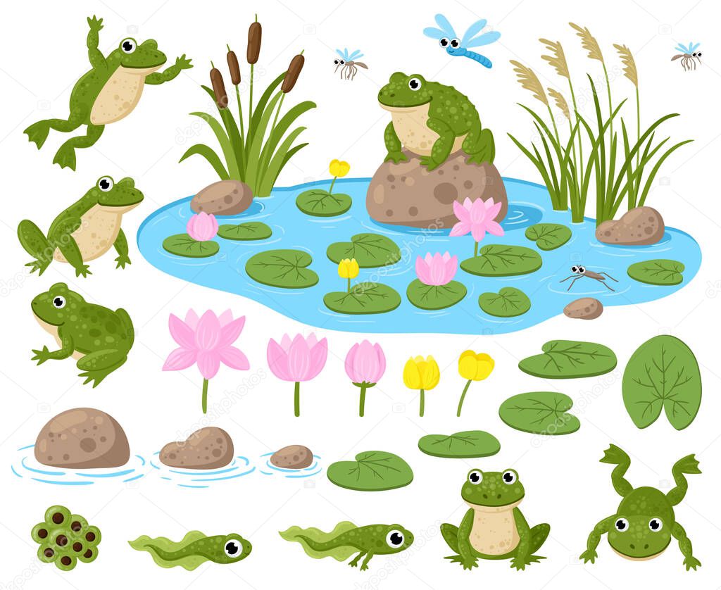 Cartoon frogs. Cute amphibian mascots, frogspawn, tadpoles, green frogs, water lilies, summer pond and insects vector illustration set. Frogs nature habitat