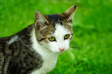 Otların arasında beyaz tekir kedi