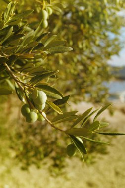Yeşil yapraklı zeytin ağacını kapat.