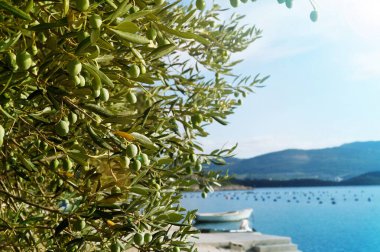 Yeşil yapraklı zeytin ağacını kapat.