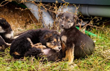 Çimlerin üzerinde köpeği olan siyah köpek yavrusu.