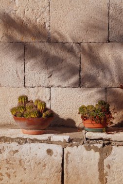 Tencerede güzel çiçekler.