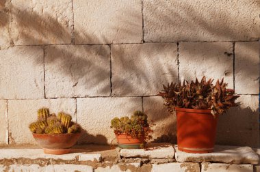 Tencerede güzel çiçekler.