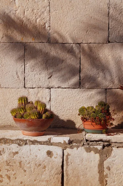 Tencerede güzel çiçekler.