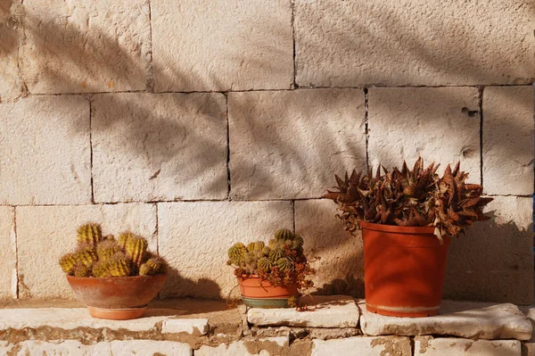 Tencerede güzel çiçekler.