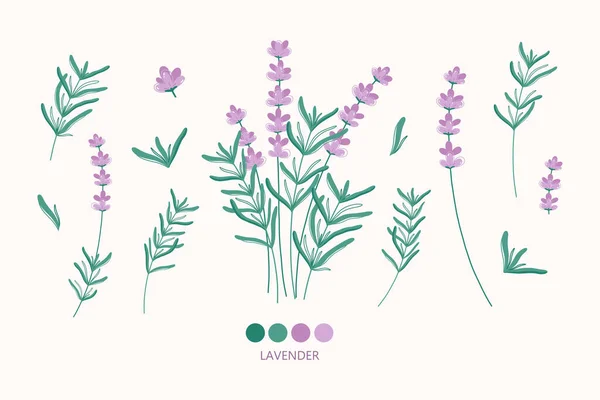 Éléments Fleurs Lavande Pour Conception Logo Illustration Herbes Dessinées Main — Image vectorielle