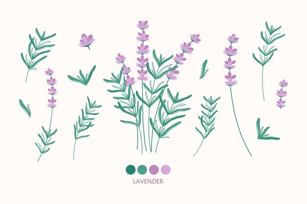 Elementos Flor Lavanda Para Projeto Logotipo Ilustração Botânica Moderna Das —  Vetores de Stock