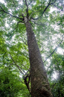 Ormandaki eski büyük ağaç