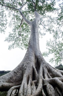 Büyük ağaç güzel şeklinde