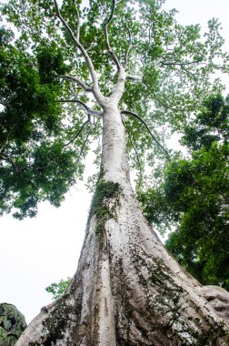 Antik büyük ağaç