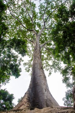 Eski ve güzel büyük ağaç