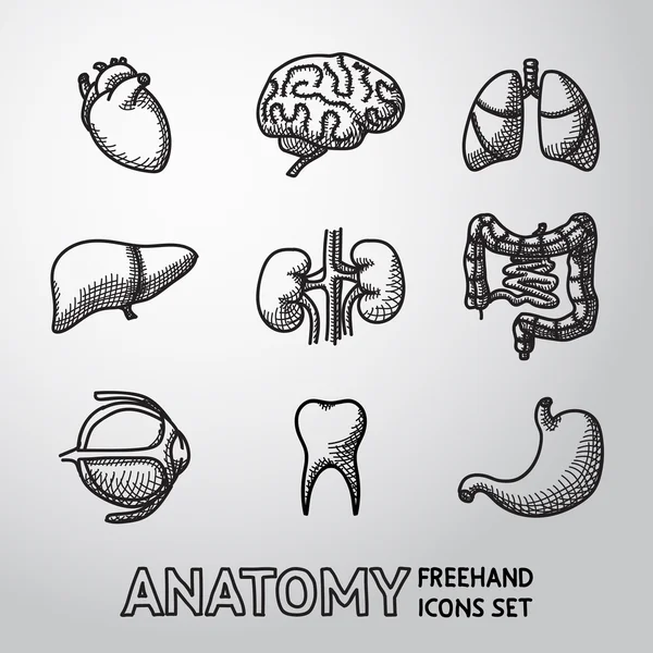 Internal human organs handdrawn icons — Stock Vector