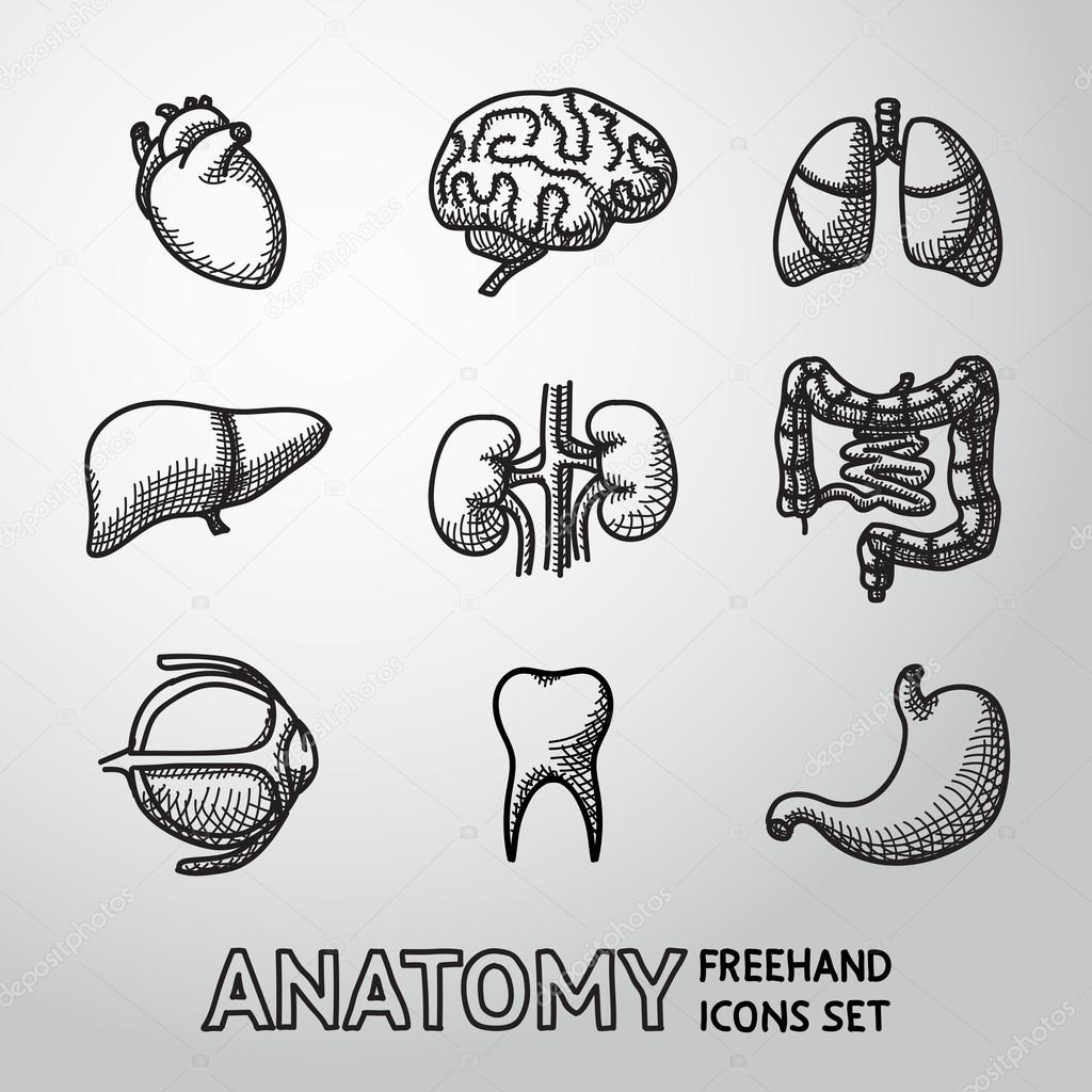Internal human organs handdrawn icons