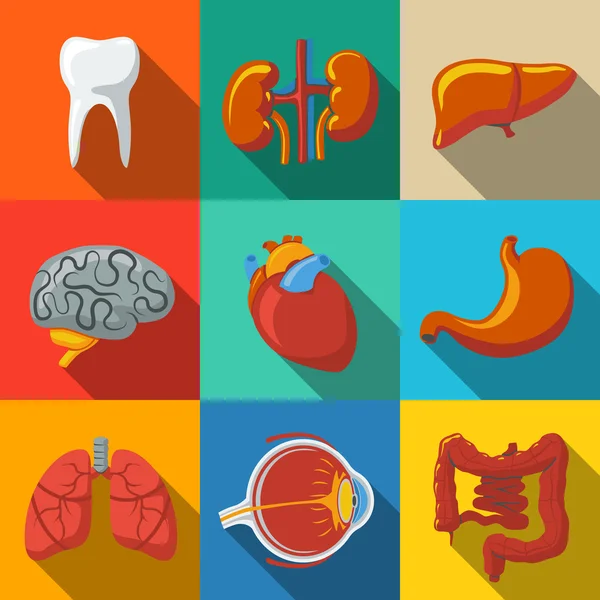 Internal human organs  set — Stock Vector