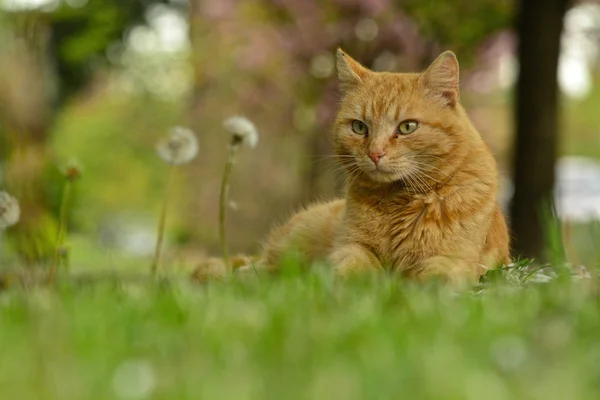 Chat domestique reposant dans l'herbe verte — Photo