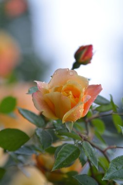  Gül ve gül goncası bahçede