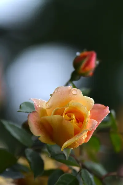 Rosa e bocciolo di rosa in giardino — Foto Stock